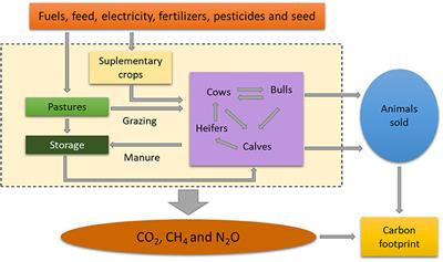 Evaluation of Feed Strategies and Changes of Stocking Rate to Decrease the Carbon Footprint in a Traditional Cow-Calf System: A Simulation Model